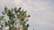 Bird alone on a branch | Crow , Magpie , Eurasian Magpie . animal . bird . crow . wildlife . wild nature Magpie on the tree in aut