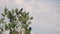 Bird alone on a branch | Crow , Magpie , Eurasian Magpie . animal . bird . crow . wildlife . wild nature Magpie on the tree in aut
