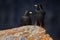 Bird in Alp, Switzerland Alpine Chough, Pyrrhocorax graculus, black bird, pair sitting on the stone with lichen. animal in the