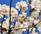 Bird amidst almond flowers