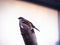 bird animal beak finch wildlife sparrow branch wing nature twig hummingbird robin blackbird shorebird yellow