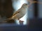 bird animal beak finch wildlife sparrow wing branch yellow hummingbird robin blackbird twig shorebird nature parrot 2
