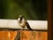 bird animal beak wildlife nature finch branch sparrow yellow wing green hummingbird robin blackbird twig