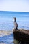 Bird animal sea Rhodos Greece summer Beach nature