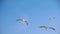 Bird Animal Seagulls Flying on Bright Blue Sky