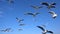 Bird animal seagulls flying on clear blue sky