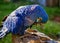 Bird Anodorhynchus hyacinthinus aka Arara Azul, exotic brazilian bird