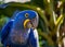 Bird Anodorhynchus hyacinthinus aka Arara Azul, exotic brazilian bird