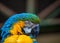 Bird Ara ararauna, blue and yellow macaw aka Arara Caninde, exotic brazilian bird