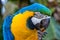 Bird Ara ararauna, blue and yellow macaw aka Arara Caninde, exotic brazilian bird