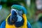 Bird Ara ararauna, blue and yellow macaw aka Arara Caninde, exotic brazilian bird