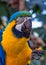 Bird Ara ararauna, blue and yellow macaw aka Arara Caninde, exotic brazilian bird