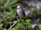 Bird arundinicola leucocephala female on twig