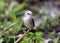 Bird arundinicola leucocephala on the tree