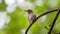 Bird (Asian brown flycatcher) on a tree