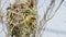 Bird (Asian Golden Weaver) nesting in nature wild