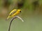 Bird (Asian Golden Weaver) , Thailand