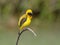 Bird (Asian Golden Weaver) , Thailand