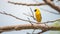 Bird (Asian golden weaver) on a tree