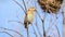Bird Asian Golden Weaver on tree in nature wild
