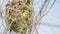 Bird asian golden weaver on tree in nature wild