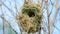 Bird asian golden weaver on tree in nature wild