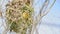 Bird Asian Golden Weaver on tree in nature wild
