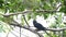 Bird Asian koel, Eudynamys scolopaceus on a tree