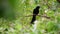 Bird Asian koel on tree in nature wild