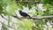 Bird Asian koel on tree in nature wild