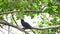 Bird Asian koel on tree in nature wild