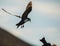 Bird attacking photographer. Arctic skua flying towards camera lens