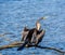 Bird Australasian darter spreads its wings