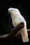 Bird from Australia. Leadbeater cockatoo, Cacatua leadbeateri, pink and white parrot in the nature habitat. Bird from from wild, A