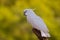 Bird from Australia. Leadbeater cockatoo, Cacatua leadbeateri, white parrot in the nature habitat. Bird from from wild Australia.