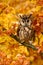 Bird in autumn forest. Owl in orange autumn leaves. Long-eared Owl with orange oak leaves during autumn. Owl in the nature habitat