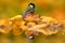 Bird autumn mirror reflections. Poland - Autumn wildlife. Great Tit, Parus major, black and yellow songbird sitting on the orange