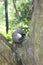 bird at the Aviary Pagoda, yuen long park 11 June 2005