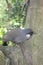 bird at the Aviary Pagoda, yuen long park 11 June 2005