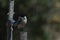 Bird Azure-winged Magpie. Portugese Azure Magpies