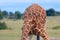 Bird on the back of a masai girafe at samburu