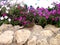 Bird on a background of flowers