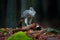 Bird bahaviour, wildlife scene from nature. Goshawk with killed Common Pheasant on the moss in green forest, bird of prey in the