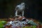 Bird bahaviour, wildlife scene from nature. Goshawk with killed Common Pheasant on the moss in green forest, bird of prey in the