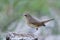 bird baiting with fresh and died worms put on flat dirt pole