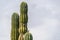 Bird on Baja california desert cactus