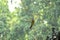 Bird on bamboo branch