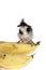 Bird banana