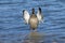 Bird. Banded mallard duck, hen on the edge of Lake Michigan