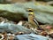 Bird (Banded Pitta) , Thailand